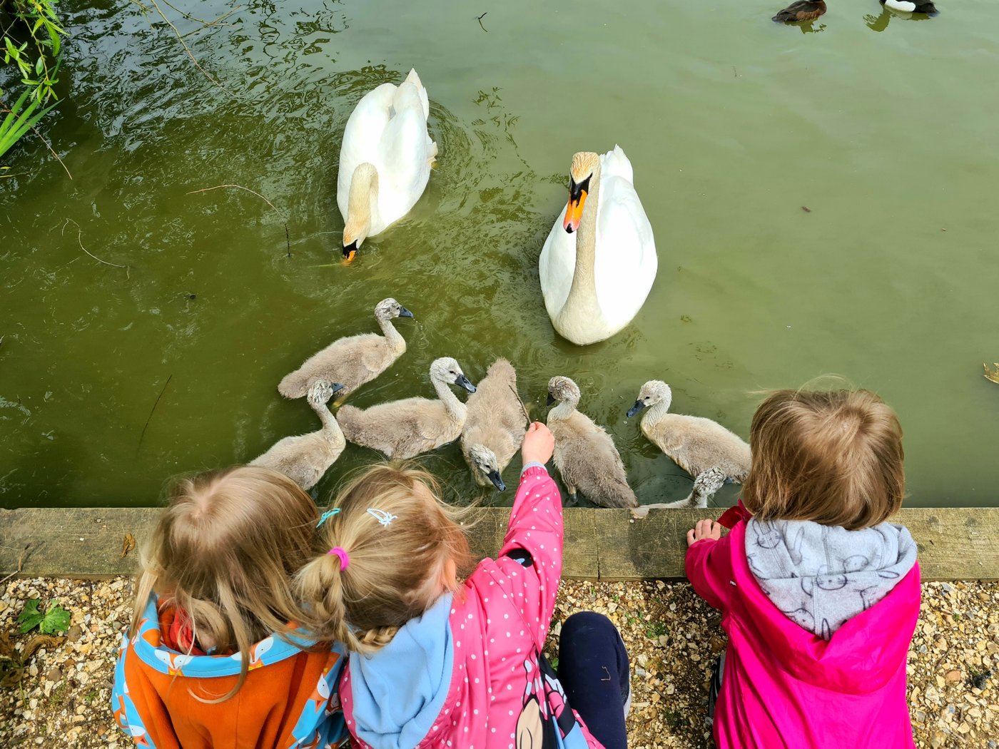 Children feeding swans and cygnets at the pond