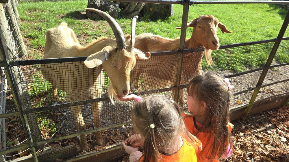 Children feeding goats at the farm