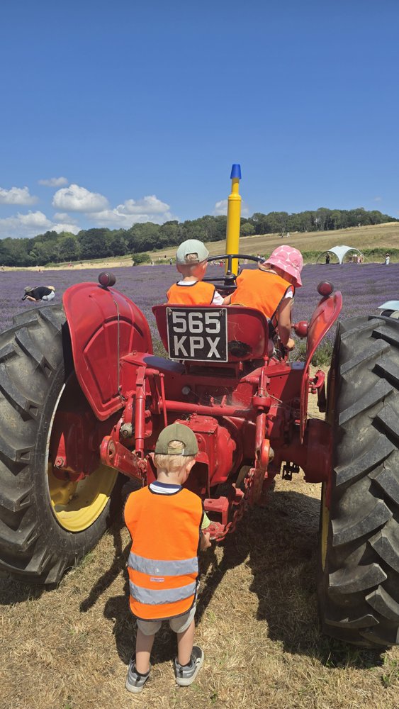 Children on a tractor at the lavender field